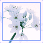  (150x150, 36Kb)