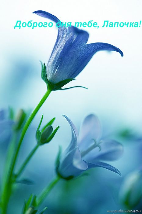  (466x700, 34Kb)