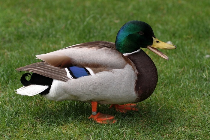 (700x467, 135Kb)