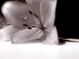  (300x225, 8Kb)