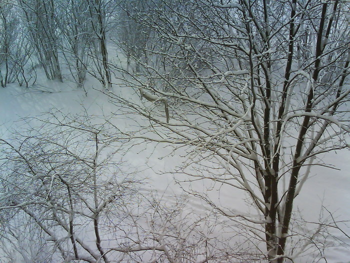  (700x525, 172Kb)