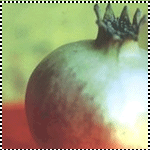  (150x150, 14Kb)