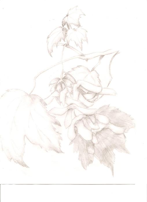  (508x698, 18Kb)