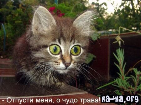  (450x336, 37Kb)