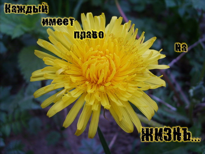  (700x525, 124Kb)