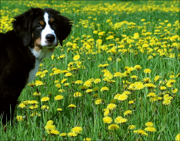  (700x548, 175Kb)