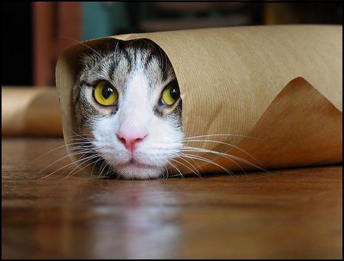 17981499_Wrapped20Pussy20Gift (500x379, 28Kb)