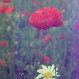  (300x300, 19Kb)