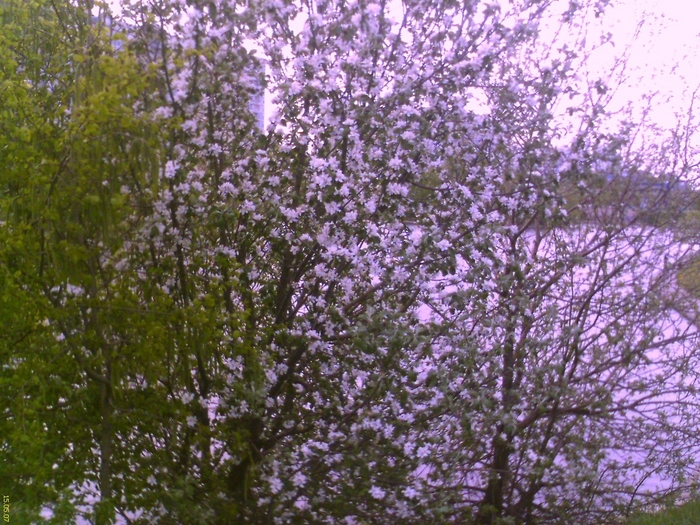  (700x525, 377Kb)