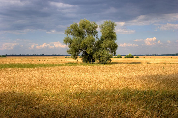 Просто поля. Украина поля сельсь. Поля Украины фото. Украинские поля в воронках. Бабье поле в Украине.