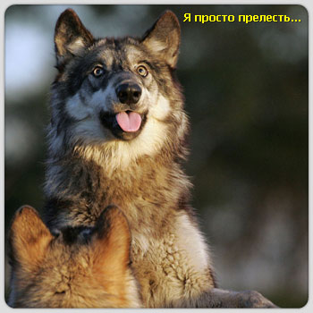  (350x350, 28Kb)