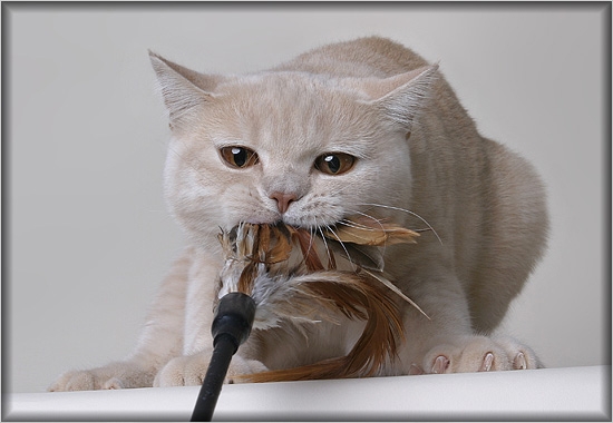  (550x380, 106Kb)
