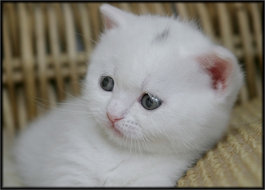  (530x380, 104Kb)