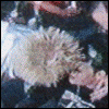  (100x100, 36Kb)