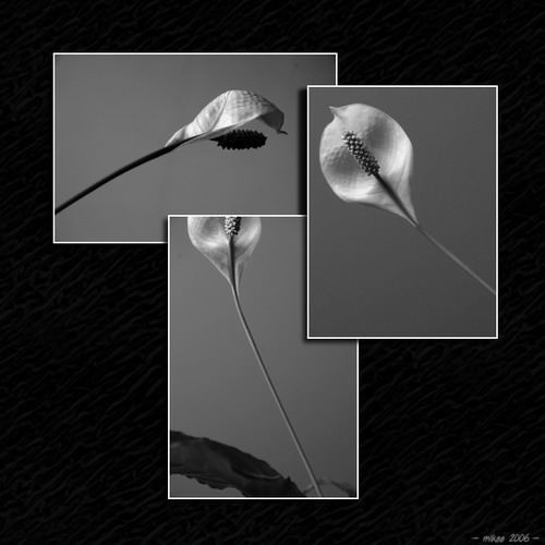  (500x500, 41Kb)