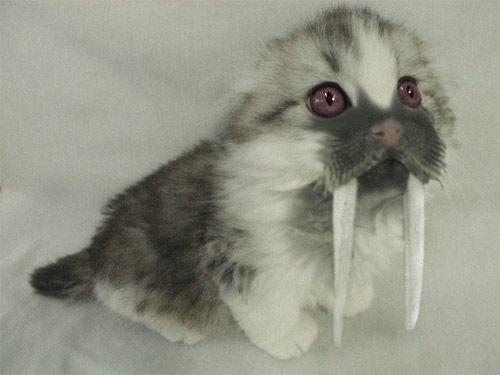  (500x375, 22Kb)