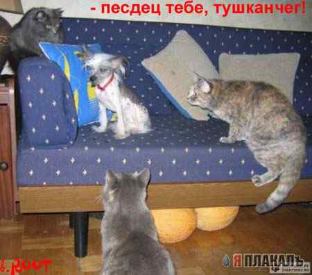  (450x396, 16Kb)