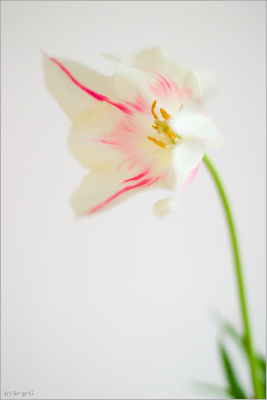  (267x400, 16Kb)