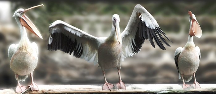  (699x305, 48Kb)