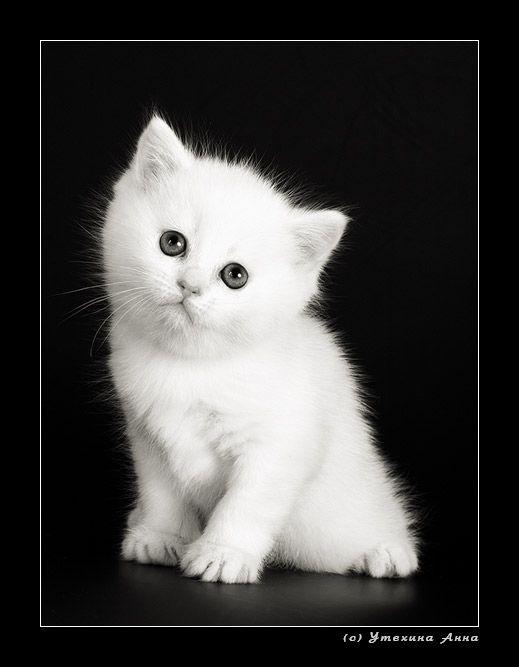  (519x667, 29Kb)