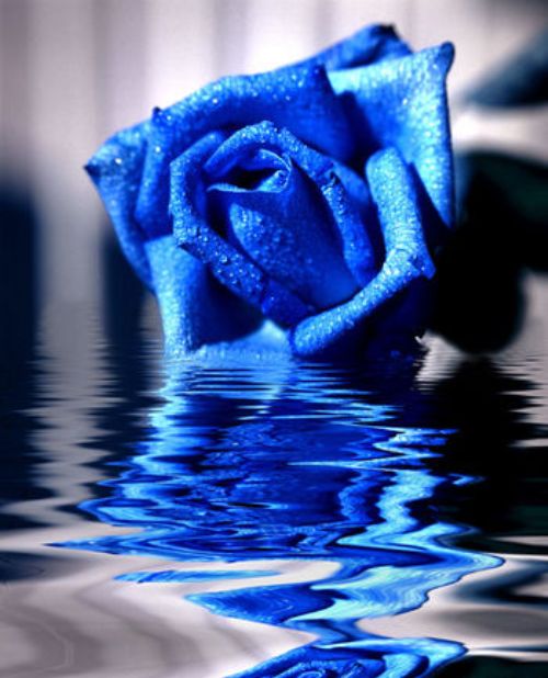  (500x618, 52Kb)