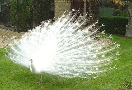  (500x341, 50Kb)