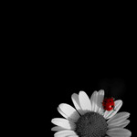  (150x150, 8Kb)