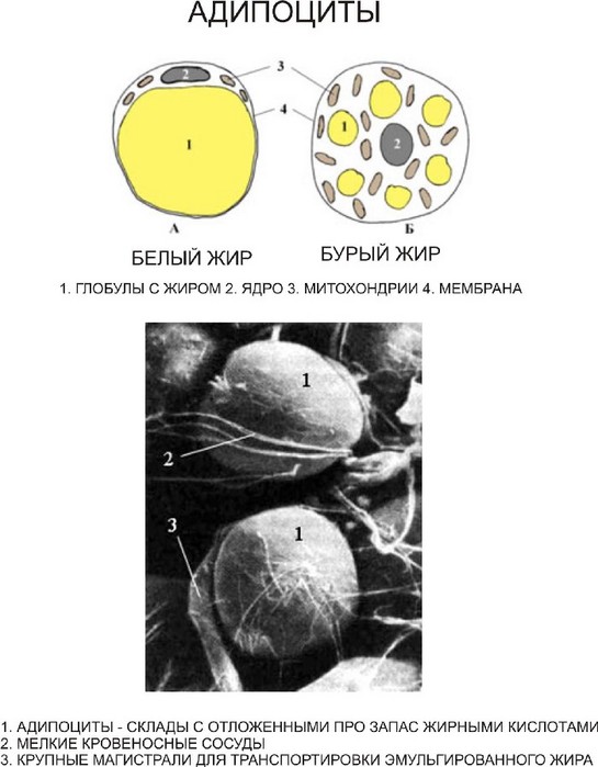Схема строения адипоцитов разных видов жировой ткани