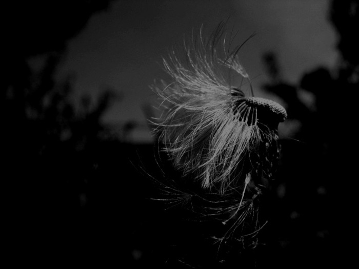 f_5568377 (700x525, 68Kb)