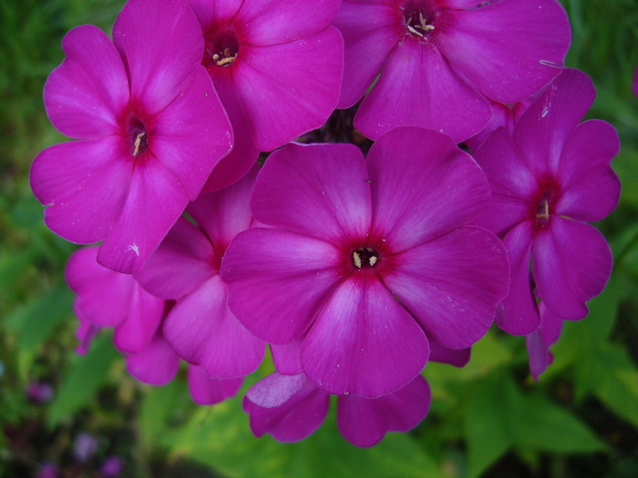  (700x525, 145Kb)