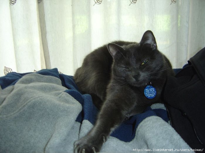 Chiornii,2005 (699x524, 48Kb)