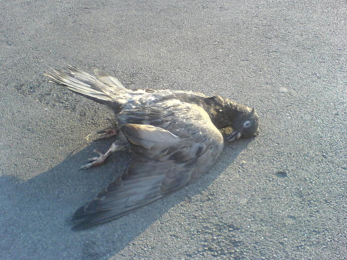 DSC00328 (700x525, 93Kb)