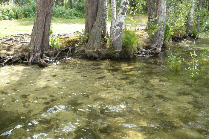 P1000737 (699x464, 191Kb)