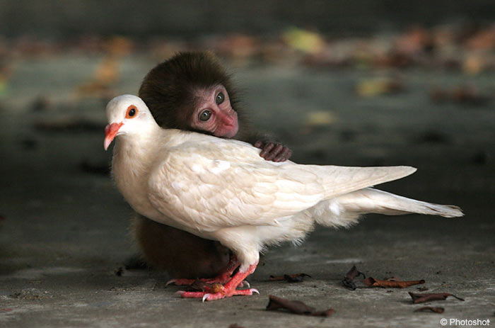 monkey_pigeon (700x463, 42Kb)