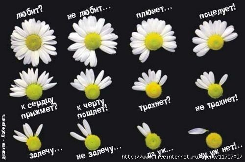  (500x331, 33Kb)