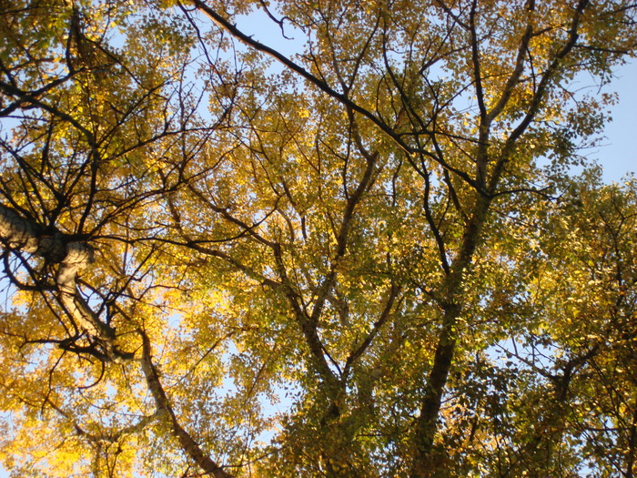 DSC07179 (700x525, 303Kb)