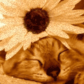  (120x120, 31Kb)
