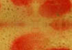 fon (105x73, 21Kb)