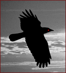 raven3 (135x150, 38Kb)