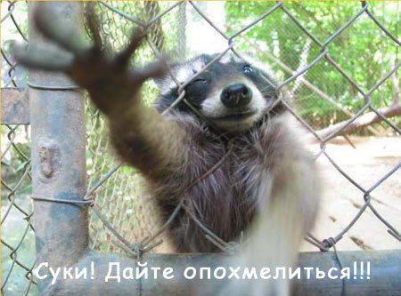  (450x333, 36Kb)