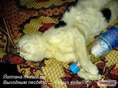 (500x375, 64Kb)
