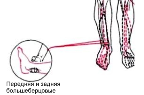Пульсация артерий стопы. Пальцевое прижатие подколенной артерии. Пальцевое прижатие большеберцовой артерии. Прижатие артерий стопы. Пальцевое прижатие бедренной артерии.