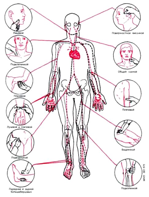 Картинка точки прижатия артерий