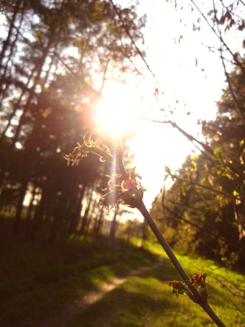  (480x640, 53Kb)