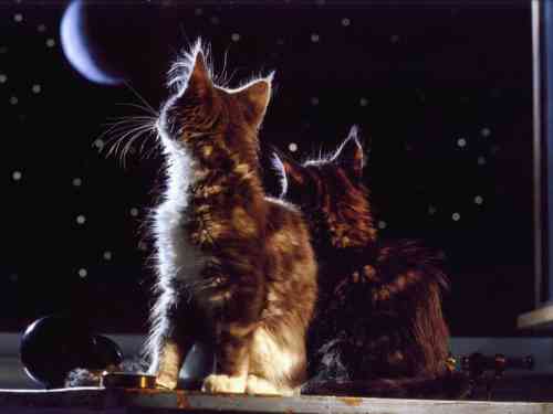 Kisy