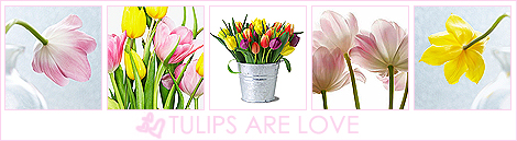 1185542339_20162395_Tulips (470x129, 107Kb)