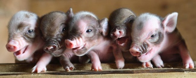002_mini_pig (650x261, 37Kb)