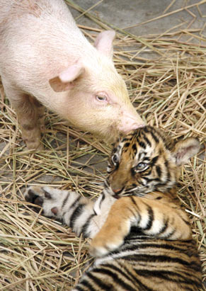 http://img0.liveinternet.ru/images/attach/b/2/24/487/24487404_1210234429_rt_pig_tiger_070716_ssv.jpg