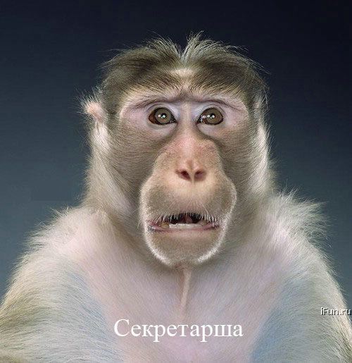 nEfQaahSXA (500x515, 43Kb)