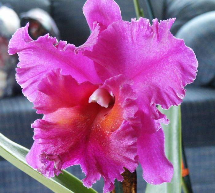 Cattleya